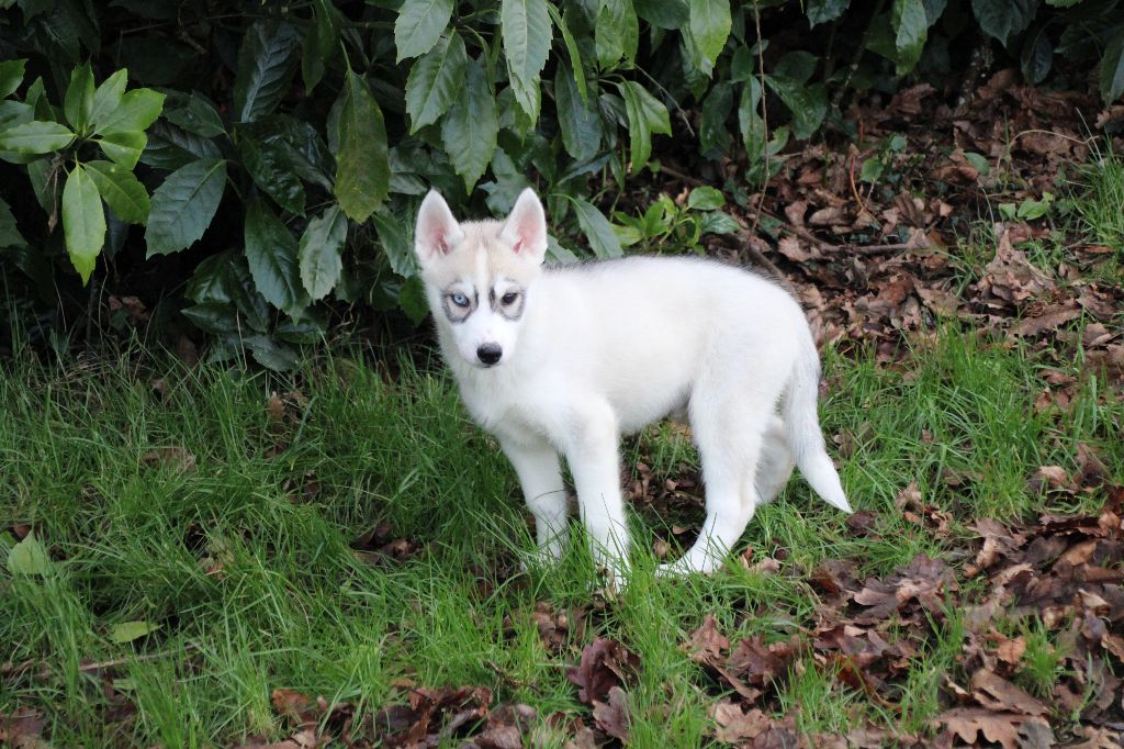 Des Legendes Du Triskel - Chiot disponible  - Siberian Husky