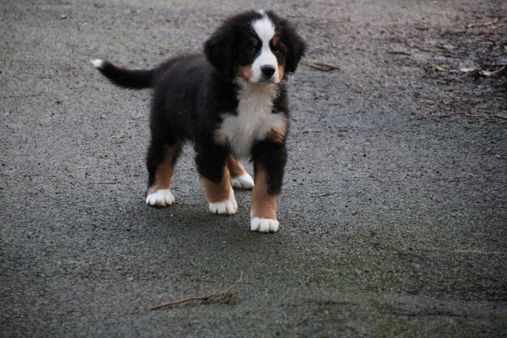 Des Legendes Du Triskel - Chiot disponible  - Bouvier Bernois