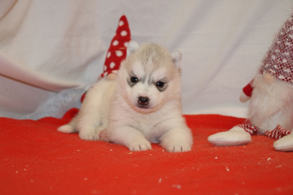 Des Legendes Du Triskel - Chiot disponible  - Siberian Husky