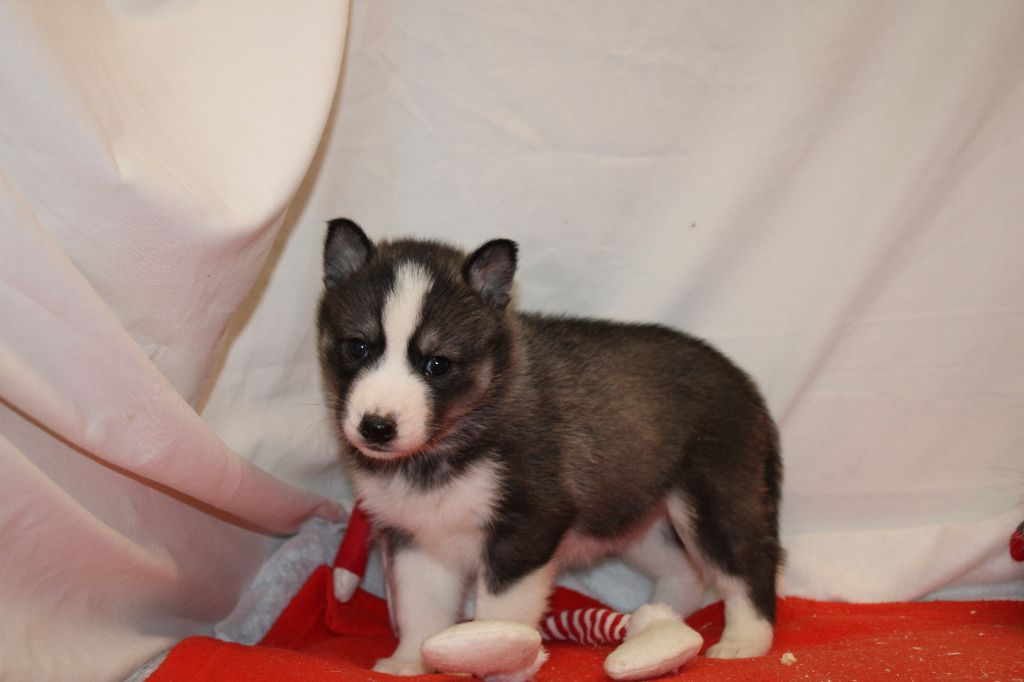 Des Legendes Du Triskel - Chiot disponible  - Siberian Husky