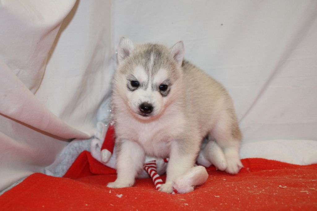 Des Legendes Du Triskel - Chiot disponible  - Siberian Husky