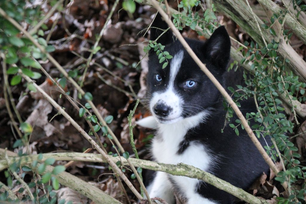 Des Legendes Du Triskel - Chiot disponible  - Siberian Husky