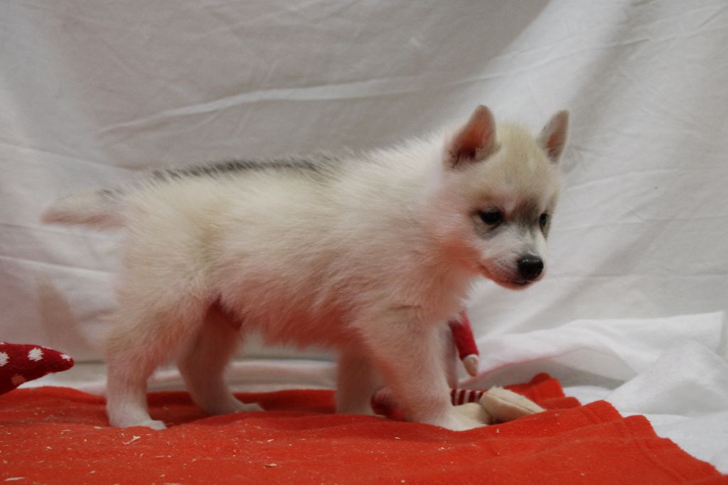 Des Legendes Du Triskel - Chiot disponible  - Siberian Husky