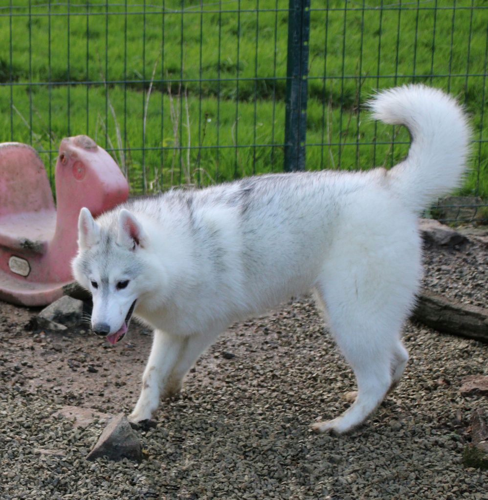 Des Legendes Du Triskel - Chiot disponible  - Siberian Husky