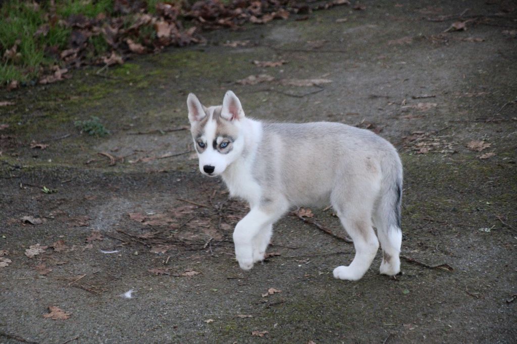 Des Legendes Du Triskel - Chiot disponible  - Siberian Husky