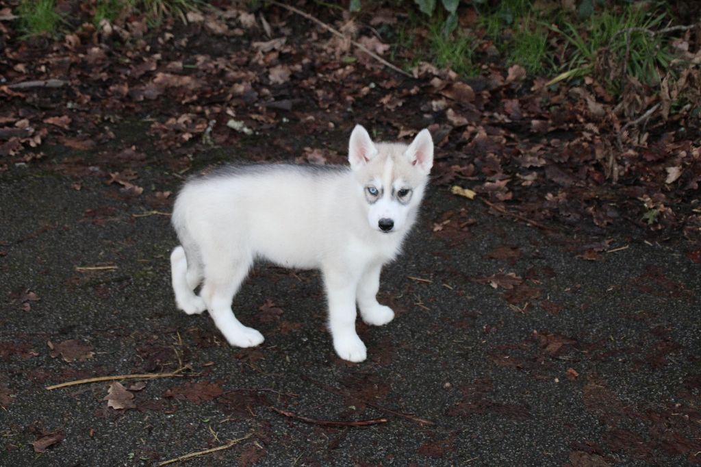 Des Legendes Du Triskel - Chiot disponible  - Siberian Husky