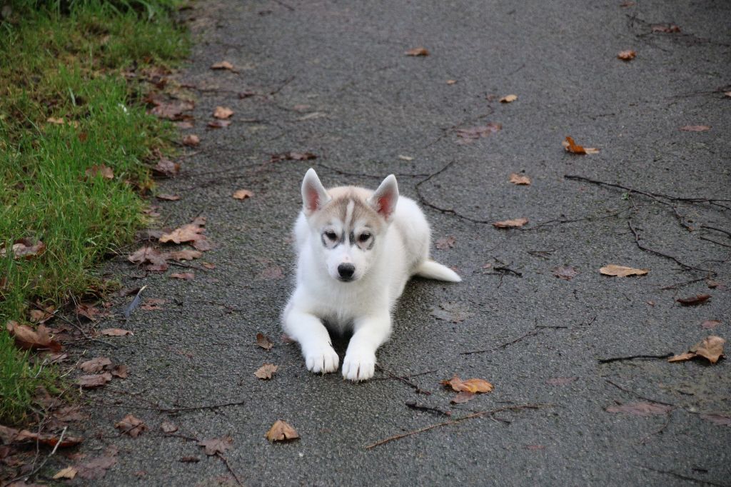 Des Legendes Du Triskel - Chiot disponible  - Siberian Husky