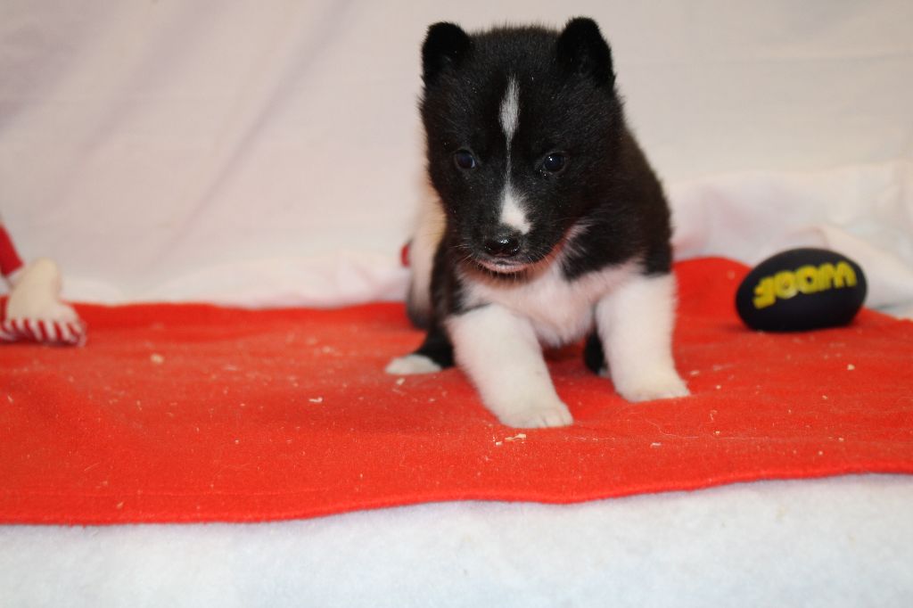 Des Legendes Du Triskel - Chiot disponible  - Siberian Husky