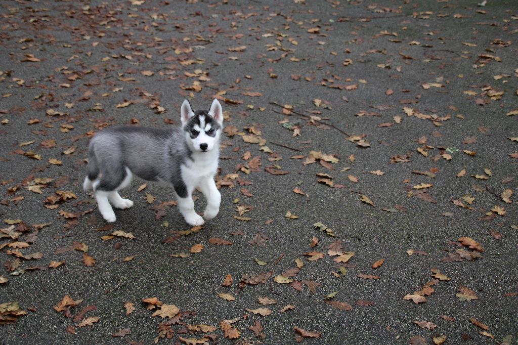 Des Legendes Du Triskel - Chiot disponible  - Siberian Husky