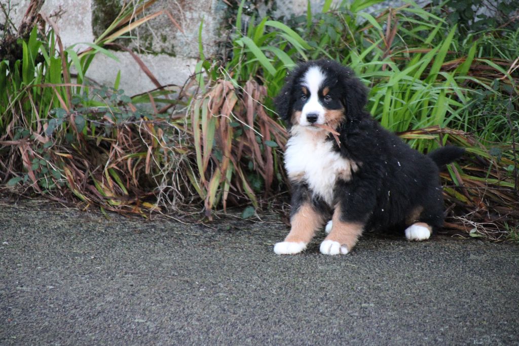 Des Legendes Du Triskel - Chiot disponible  - Bouvier Bernois