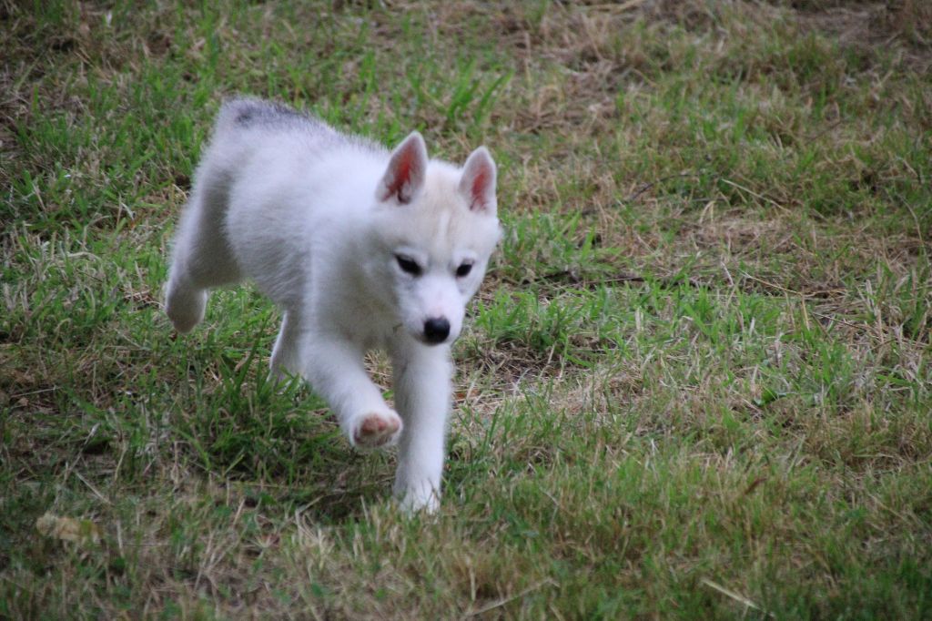 Des Legendes Du Triskel - Chiots disponibles - Siberian Husky
