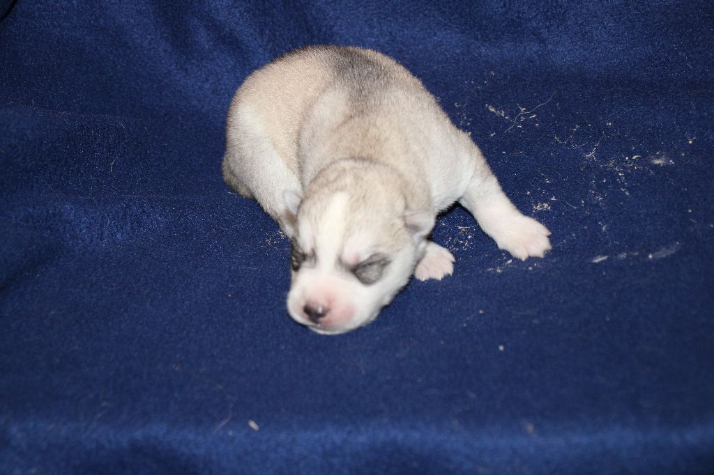 Des Legendes Du Triskel - Chiots disponibles - Siberian Husky