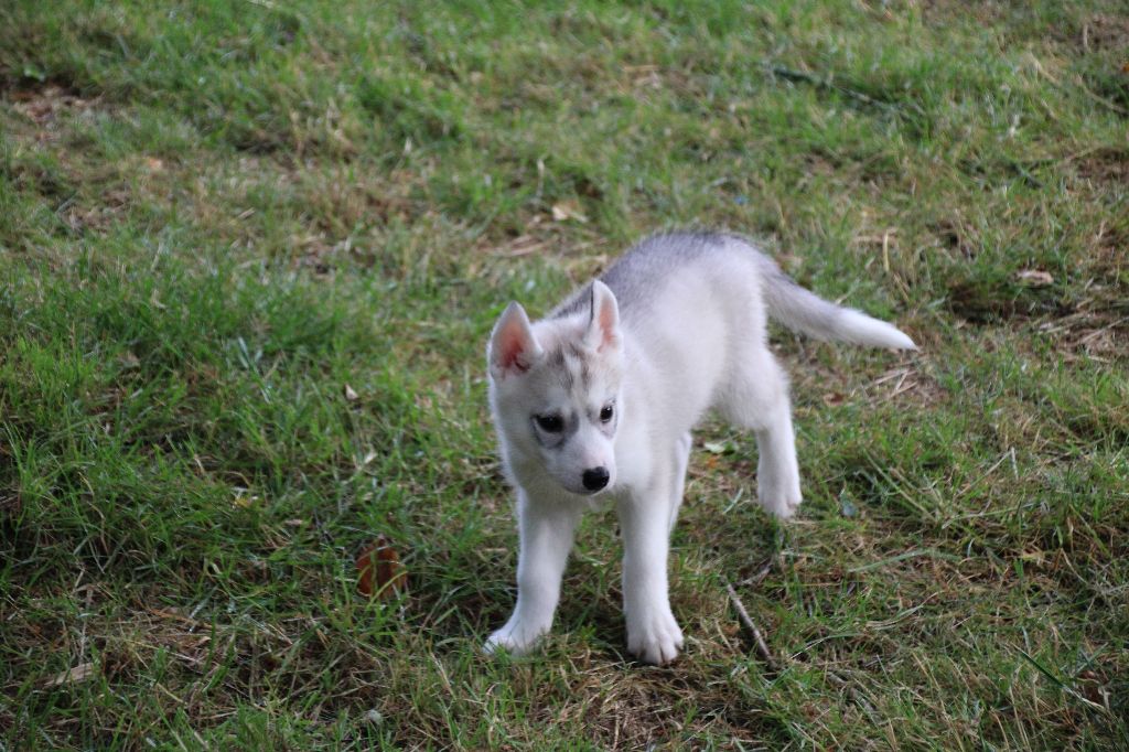 Des Legendes Du Triskel - Chiots disponibles - Siberian Husky