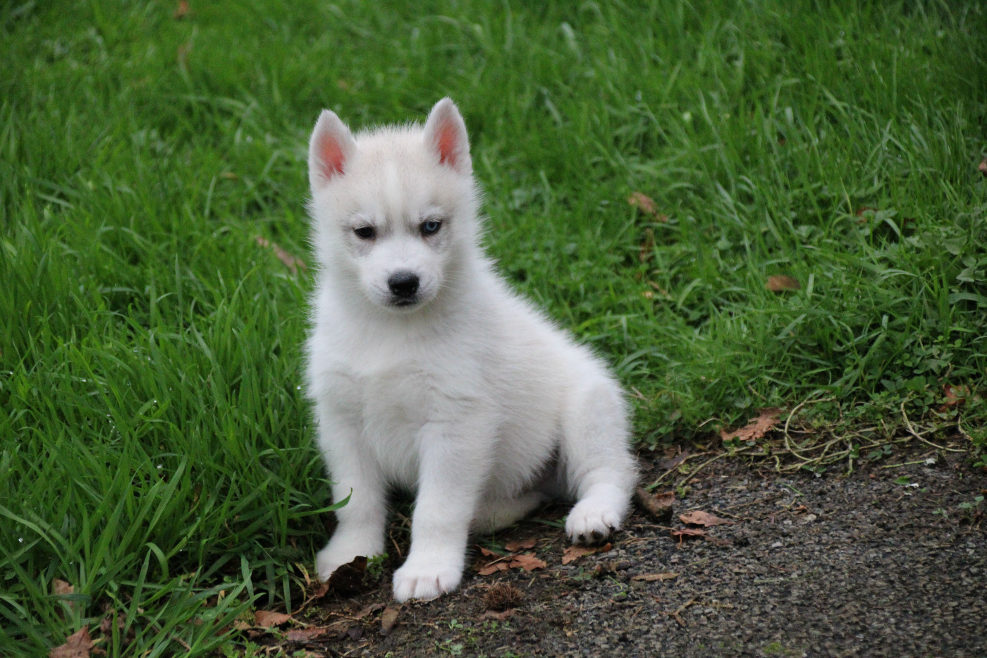 Des Legendes Du Triskel - Chiots disponibles - Siberian Husky