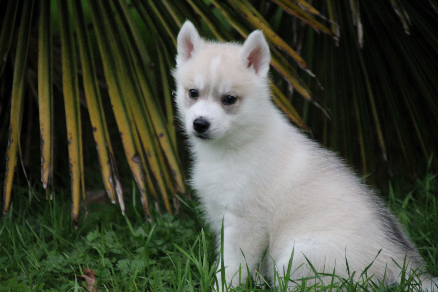 Des Legendes Du Triskel - Chiots disponibles - Siberian Husky