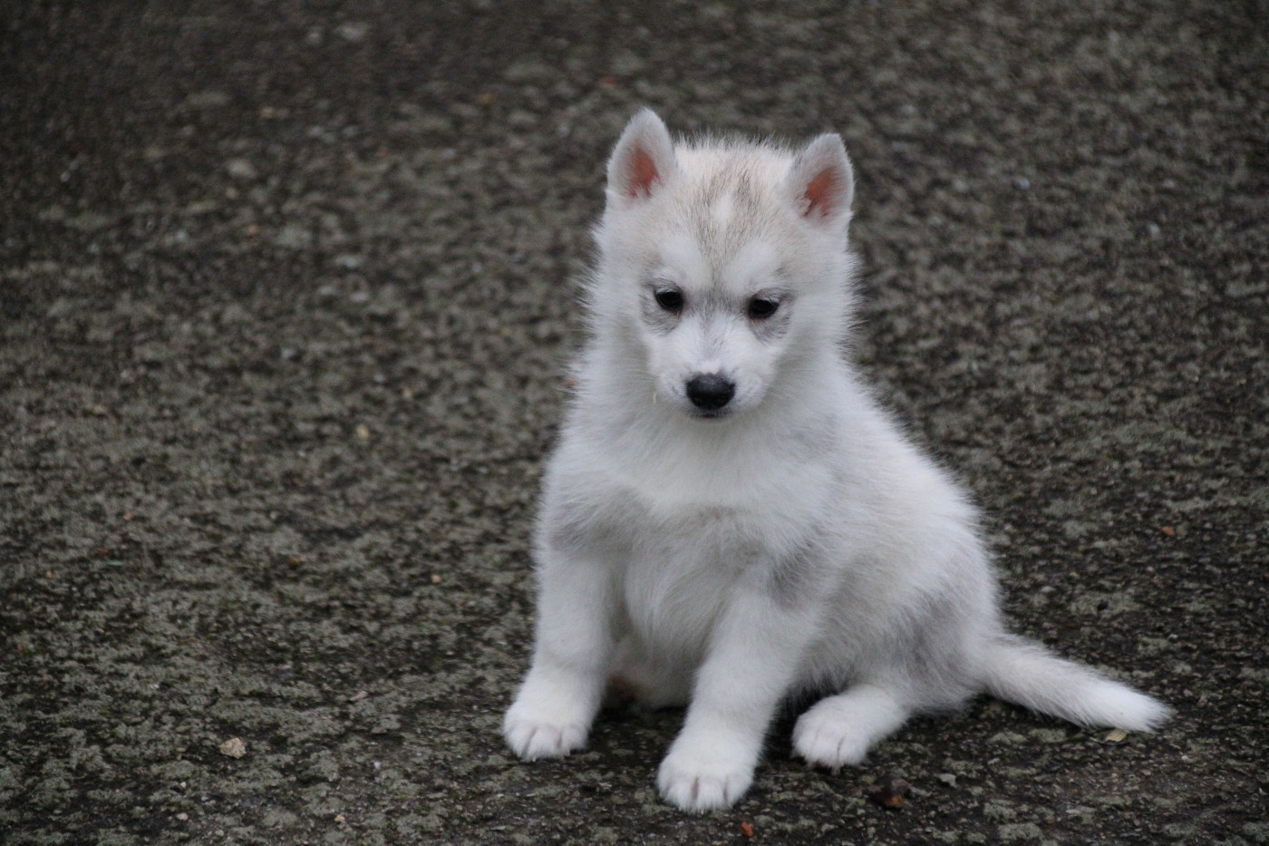 Des Legendes Du Triskel - Chiots disponibles - Siberian Husky