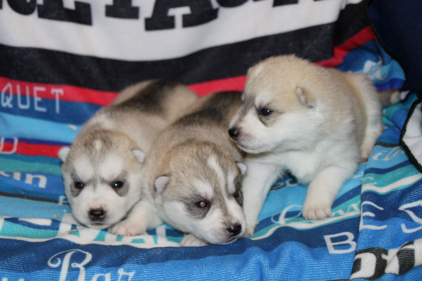 Chiot Siberian Husky Des Legendes Du Triskel