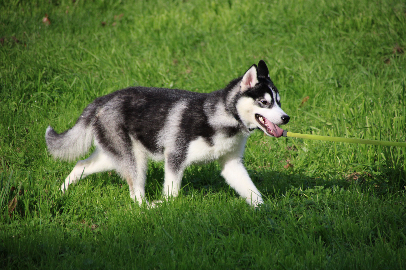 Des Legendes Du Triskel - Chiots disponibles - Siberian Husky