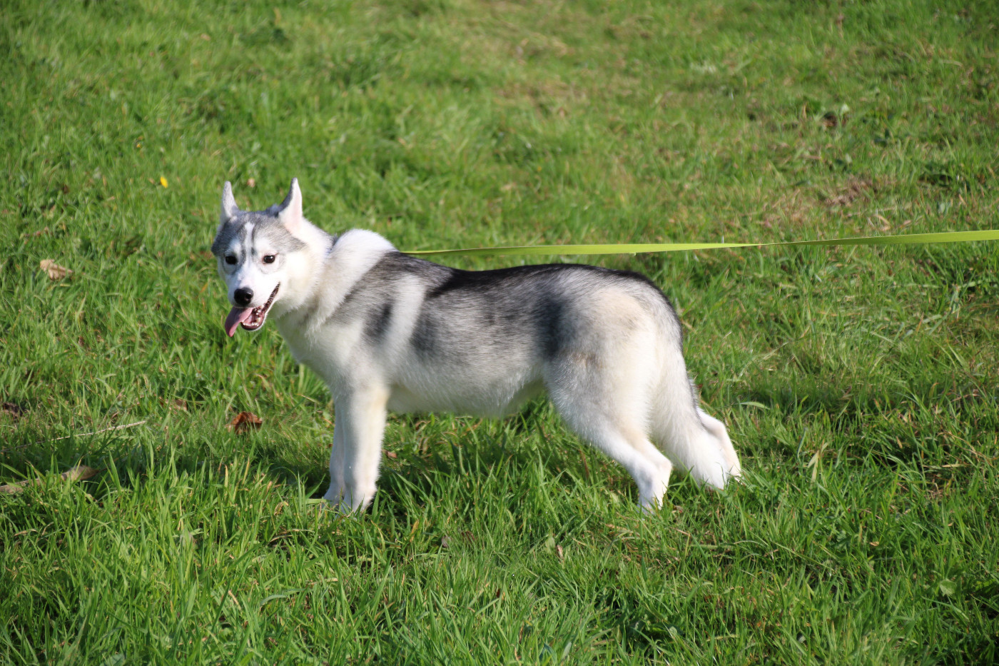 Des Legendes Du Triskel - Chiots disponibles - Siberian Husky