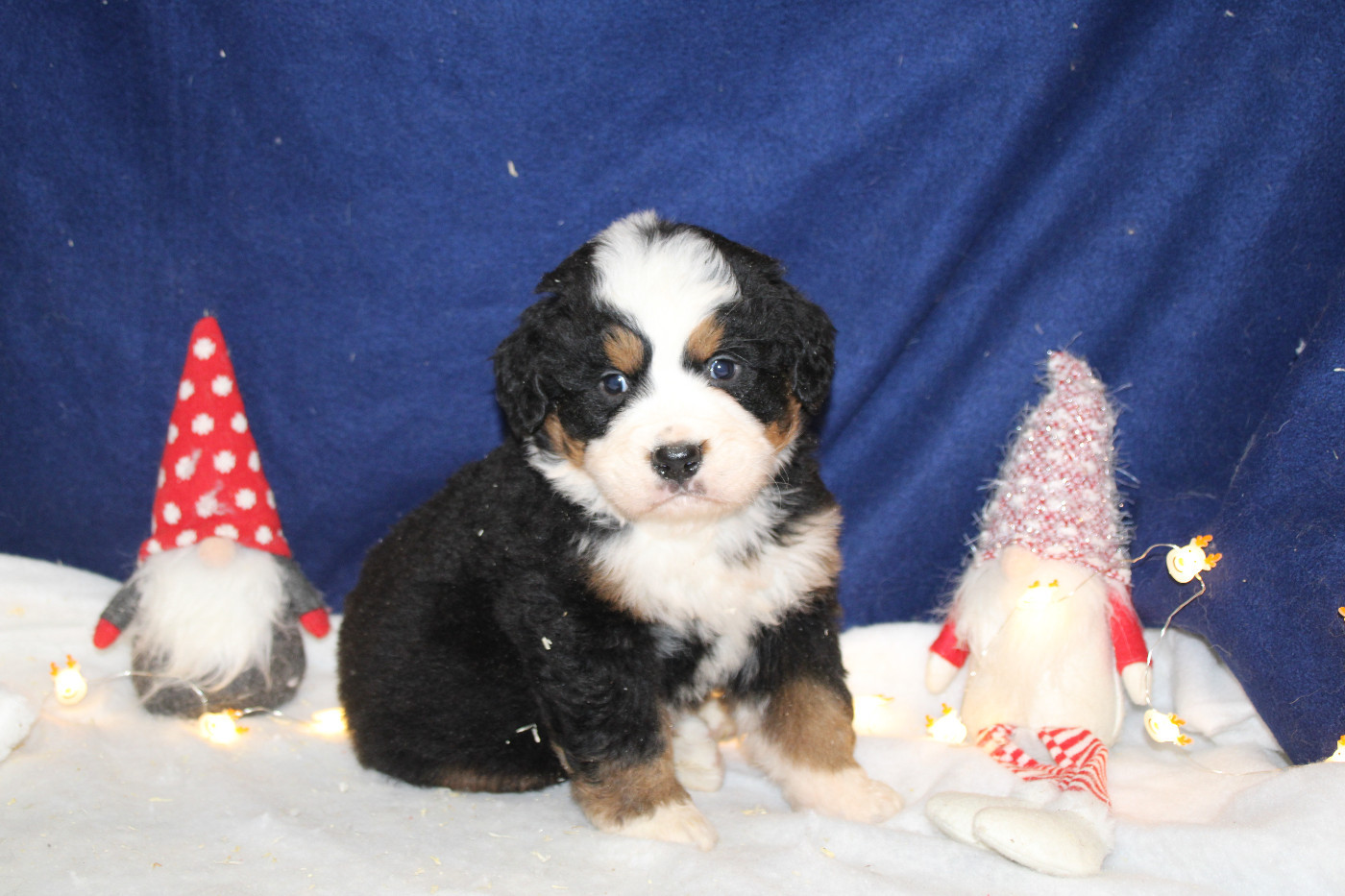 Des Legendes Du Triskel - Bouvier Bernois - Portée née le 23/10/2025