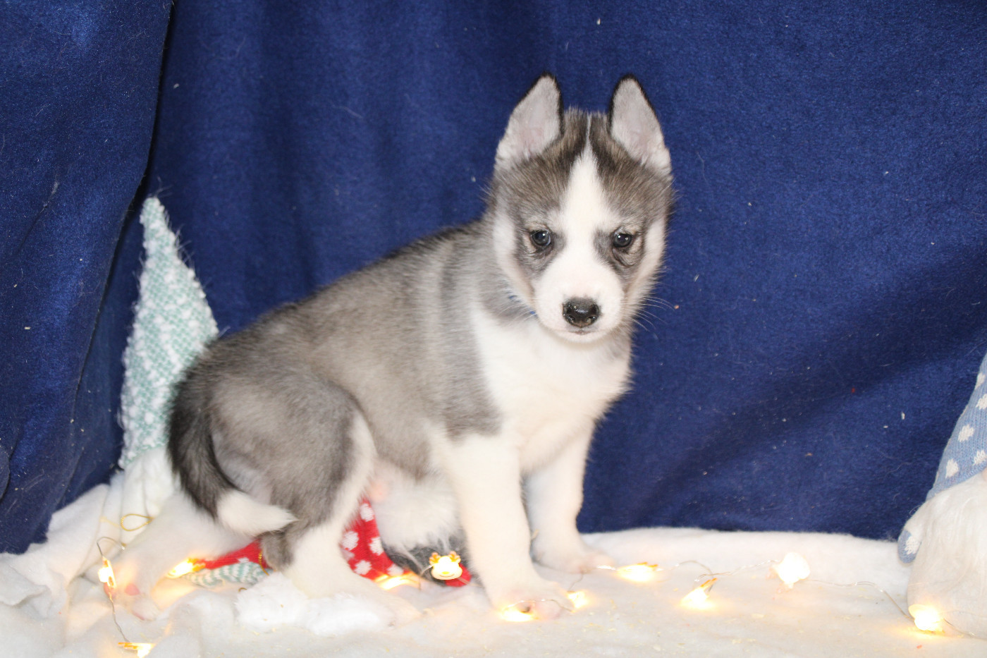 Des Legendes Du Triskel - Chiots disponibles - Siberian Husky