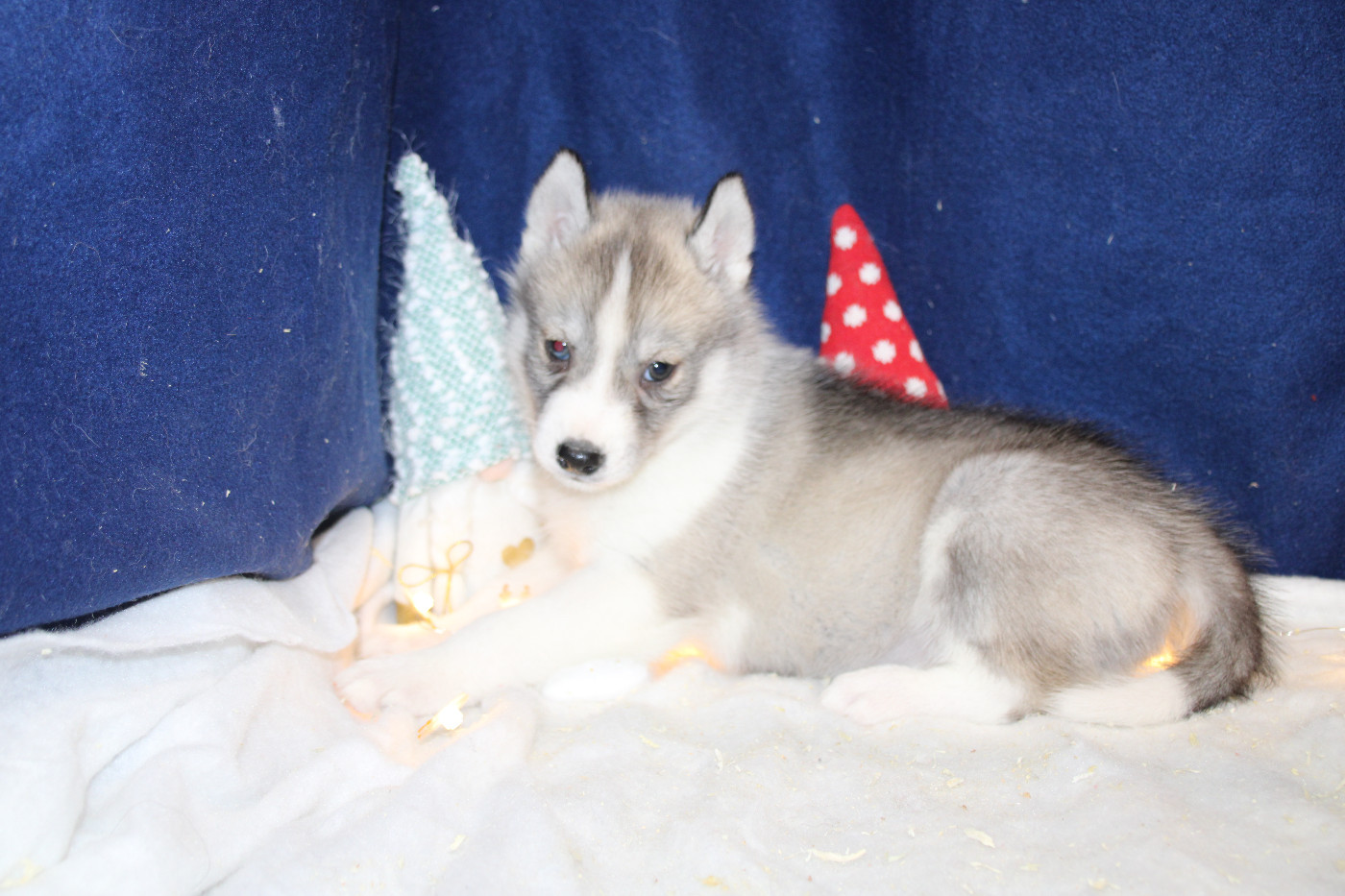 Des Legendes Du Triskel - Chiots disponibles - Siberian Husky