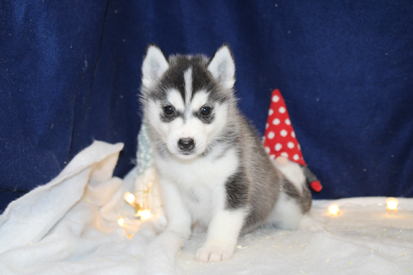 Des Legendes Du Triskel - Chiots disponibles - Siberian Husky