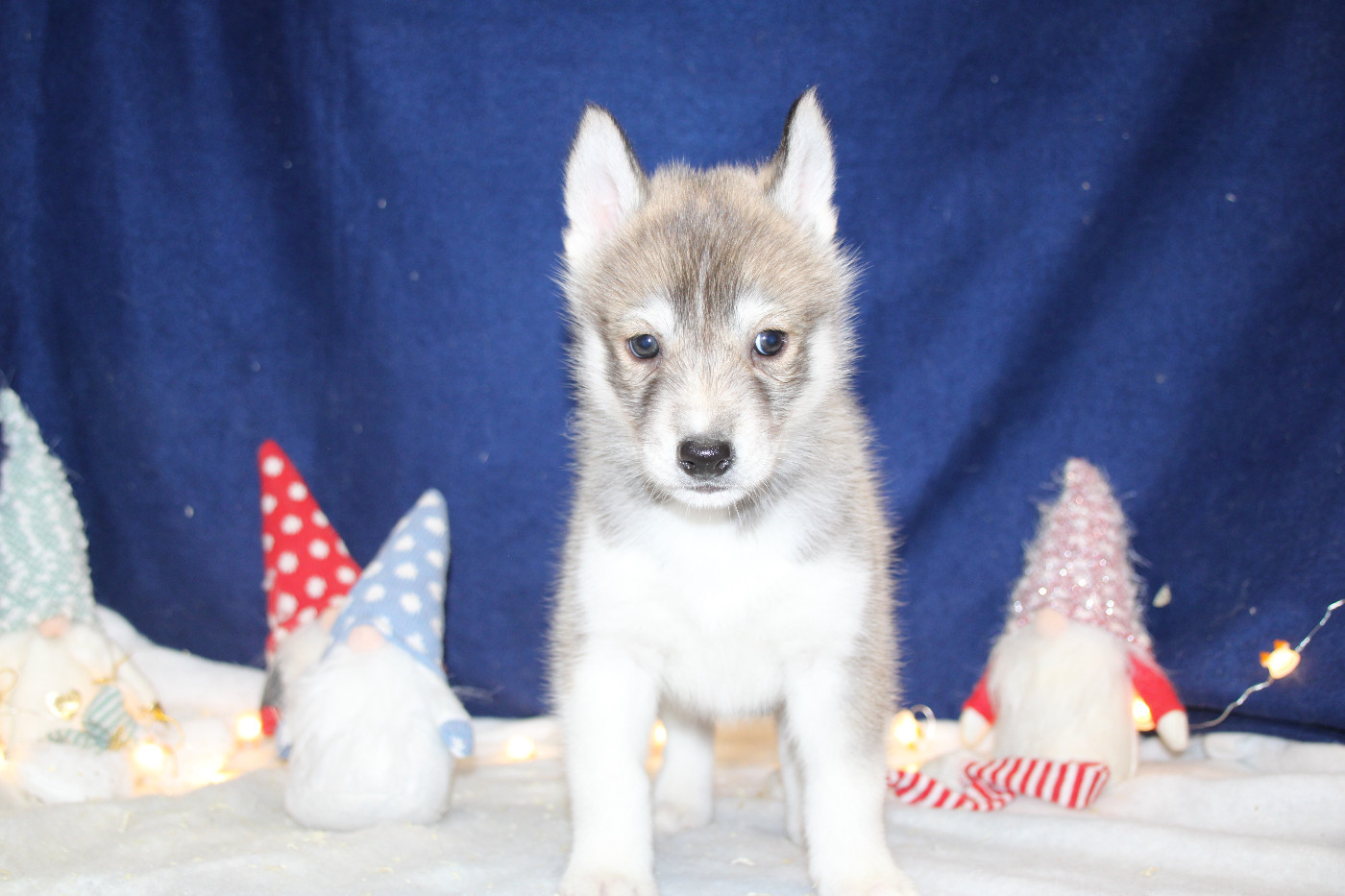 Des Legendes Du Triskel - Chiots disponibles - Siberian Husky