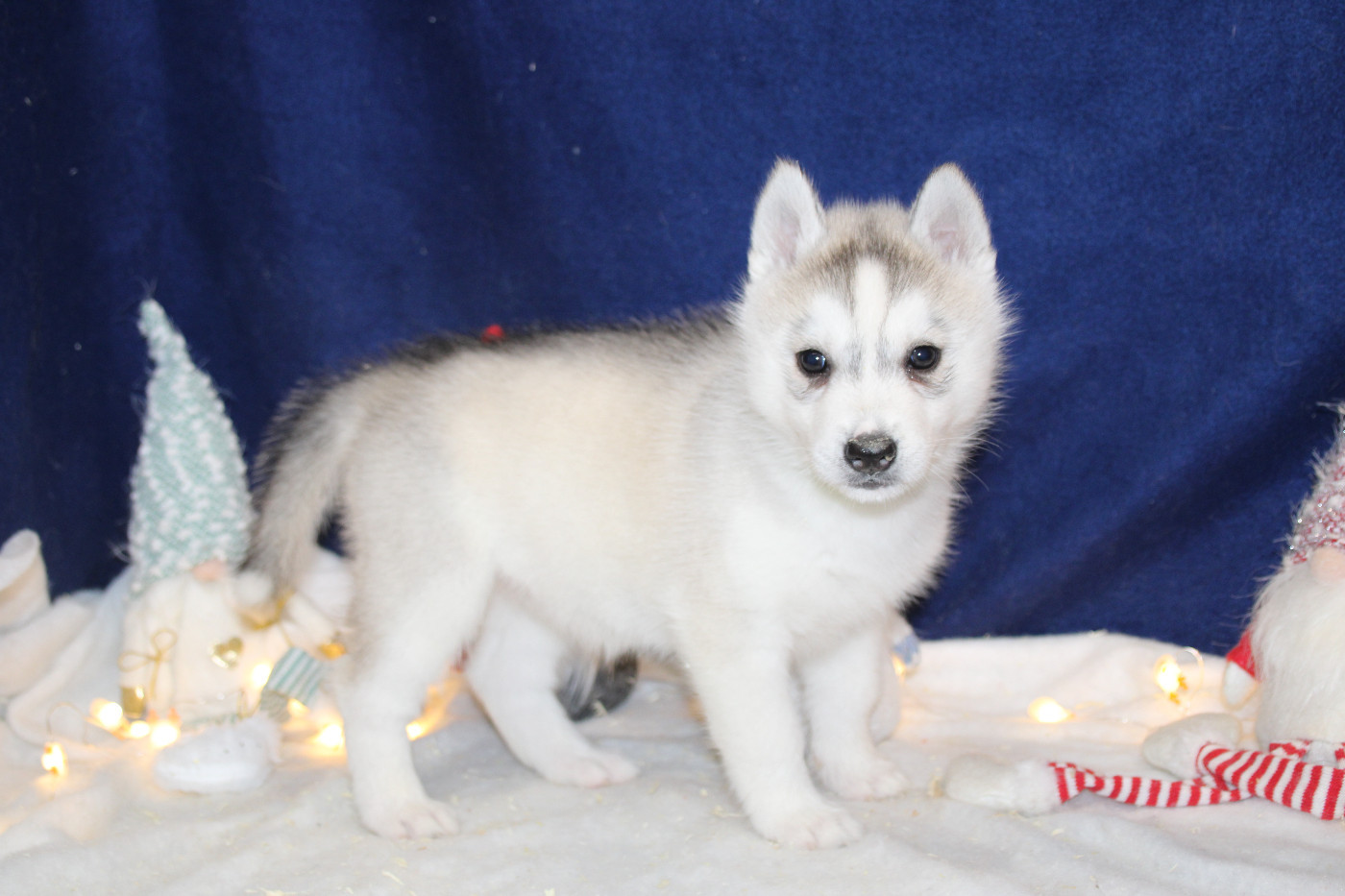 Des Legendes Du Triskel - Chiots disponibles - Siberian Husky
