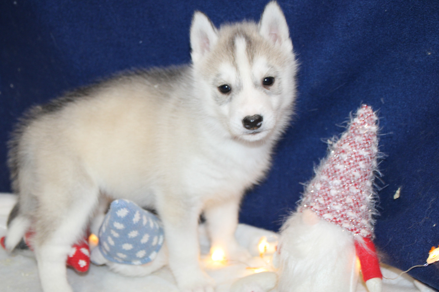 Des Legendes Du Triskel - Chiots disponibles - Siberian Husky