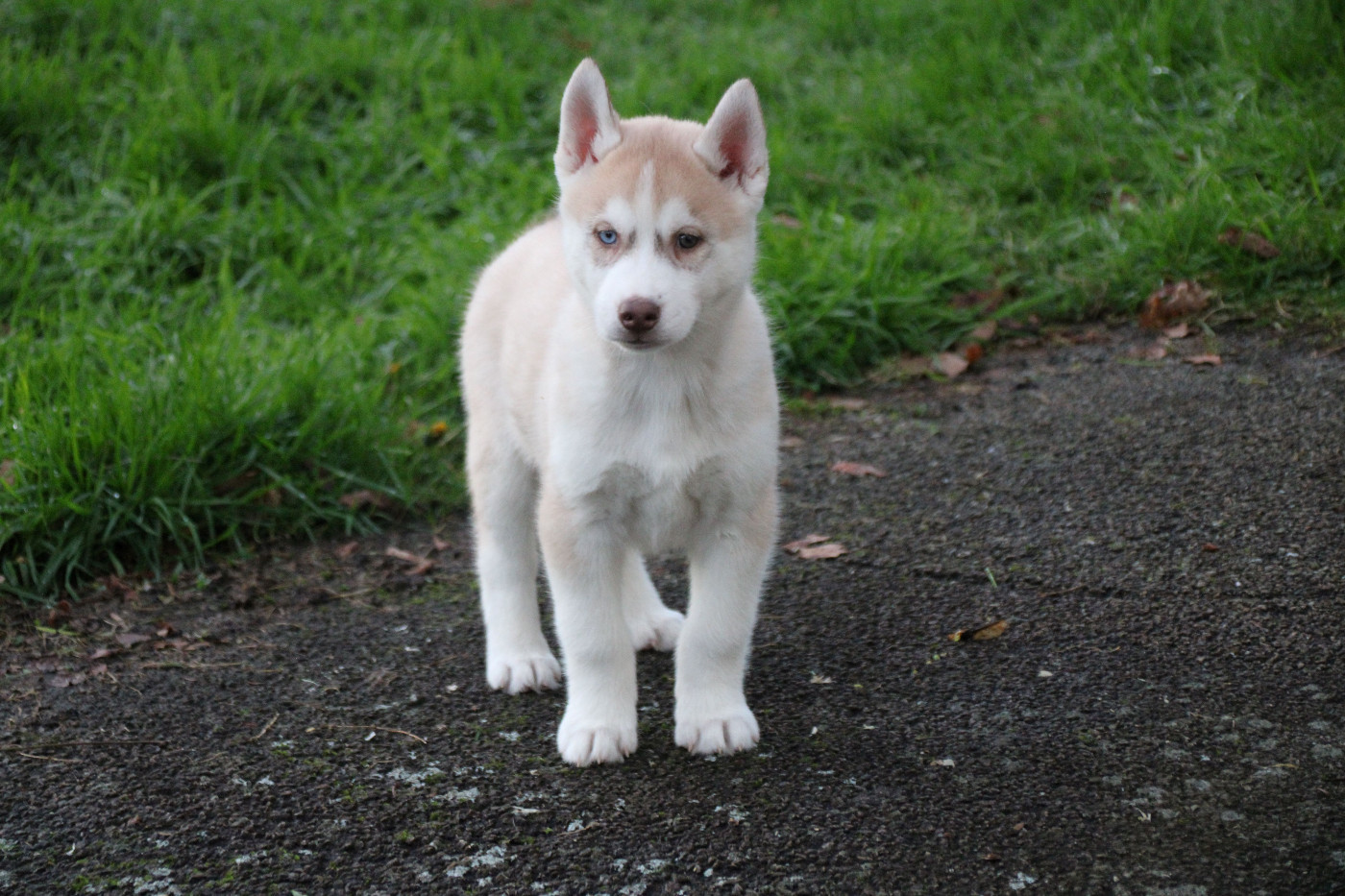 Des Legendes Du Triskel - Chiots disponibles - Siberian Husky
