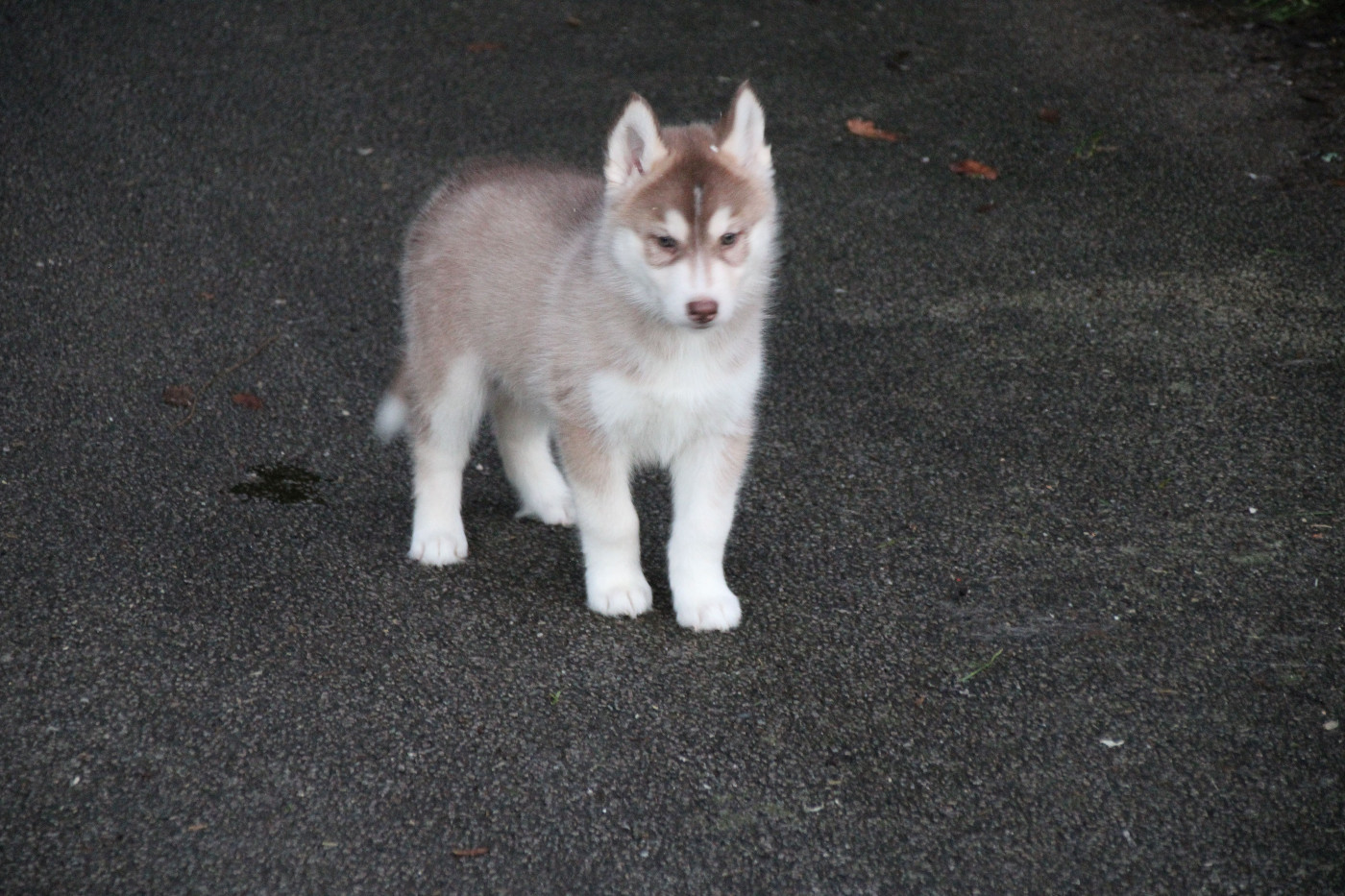 Des Legendes Du Triskel - Chiots disponibles - Siberian Husky