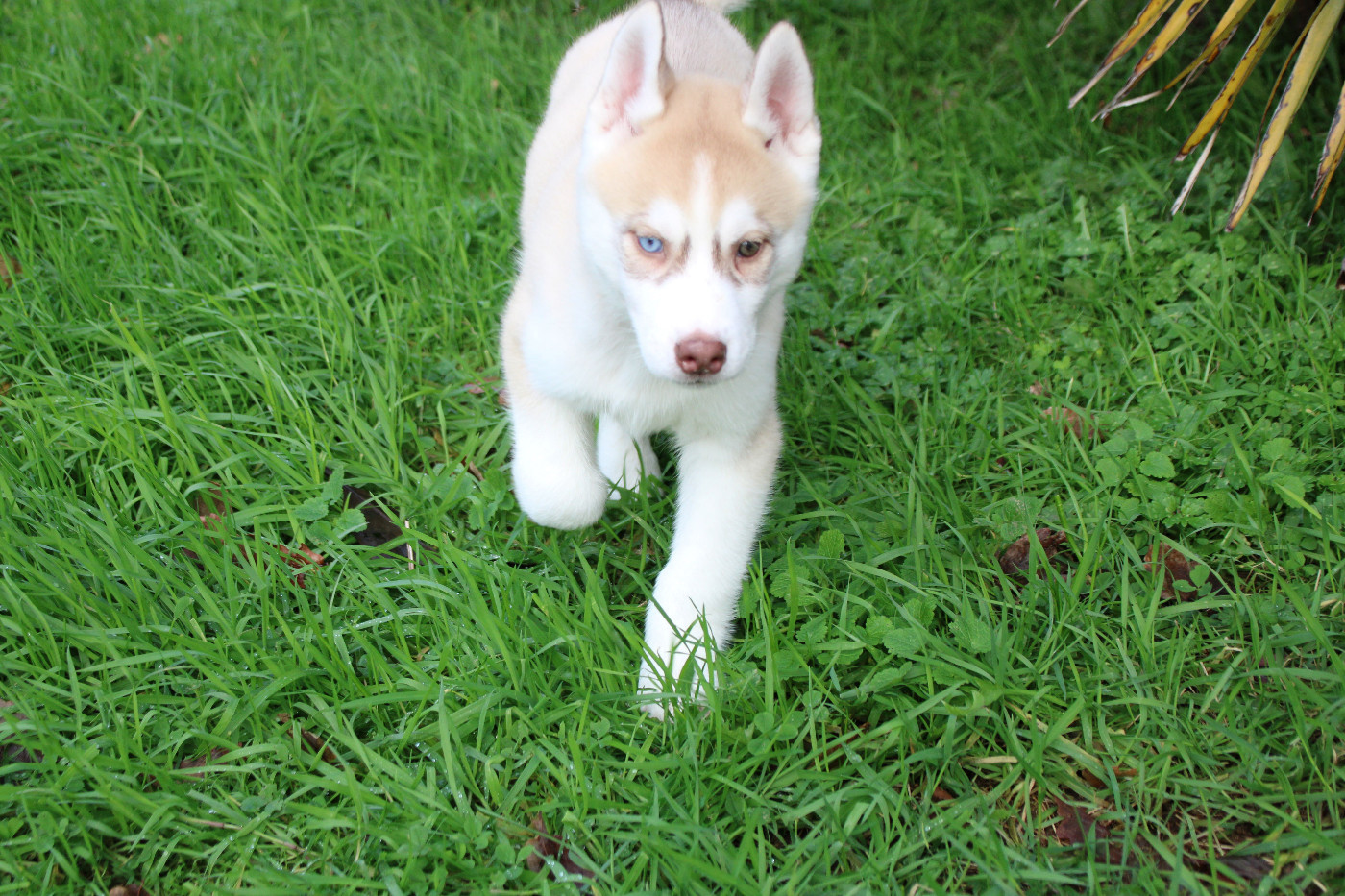 Des Legendes Du Triskel - Chiots disponibles - Siberian Husky