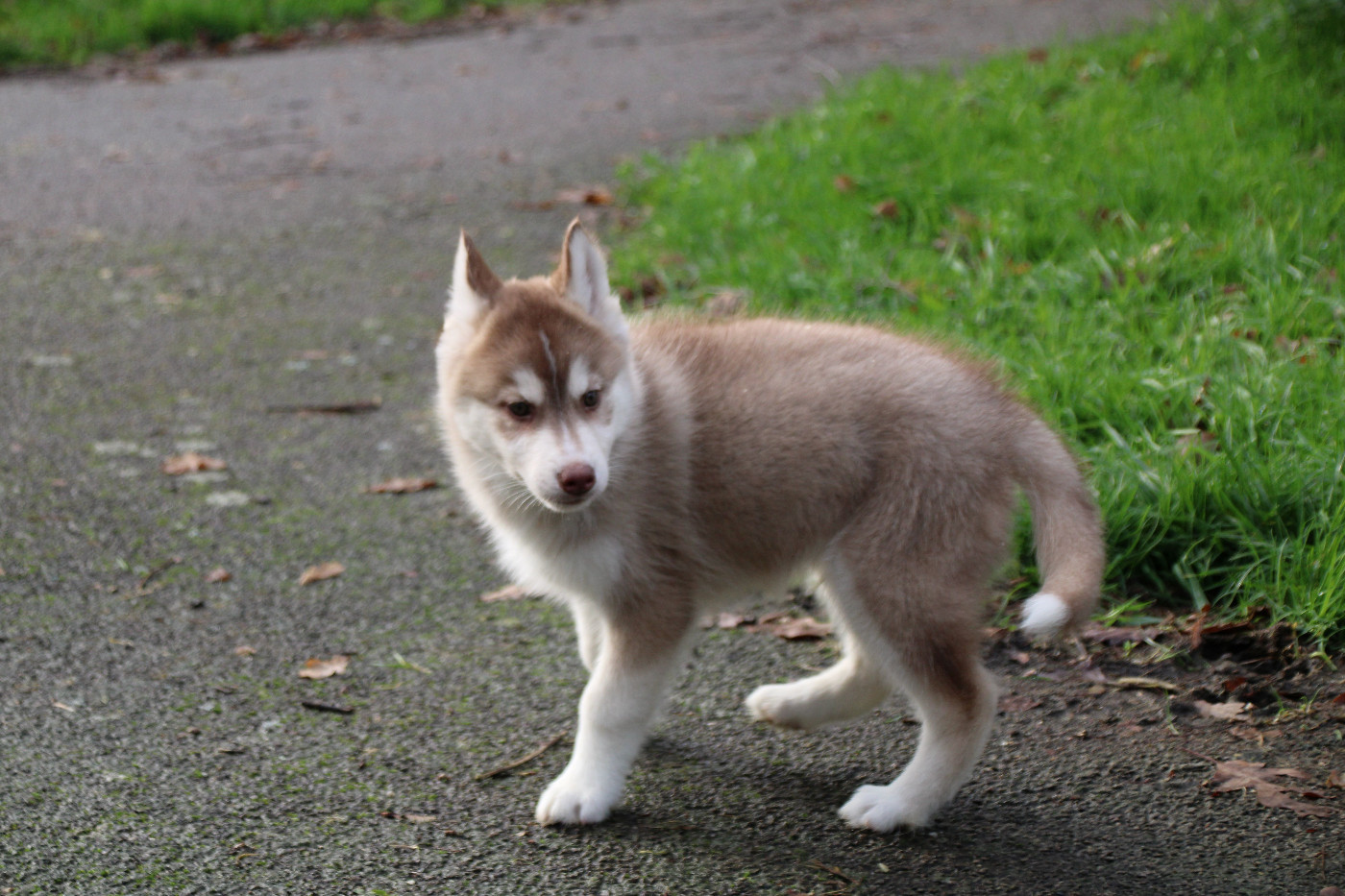 Des Legendes Du Triskel - Chiots disponibles - Siberian Husky