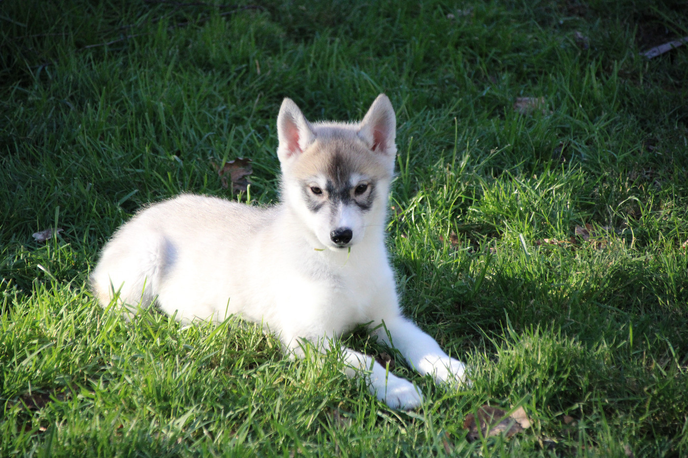 Des Legendes Du Triskel - Chiots disponibles - Siberian Husky