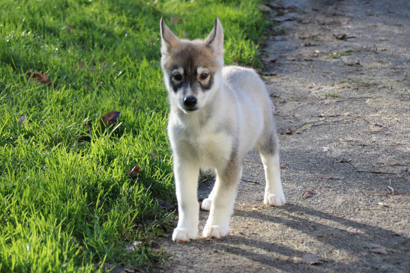 Des Legendes Du Triskel - Chiots disponibles - Siberian Husky