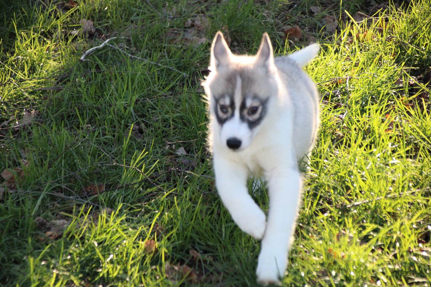 Des Legendes Du Triskel - Chiots disponibles - Siberian Husky