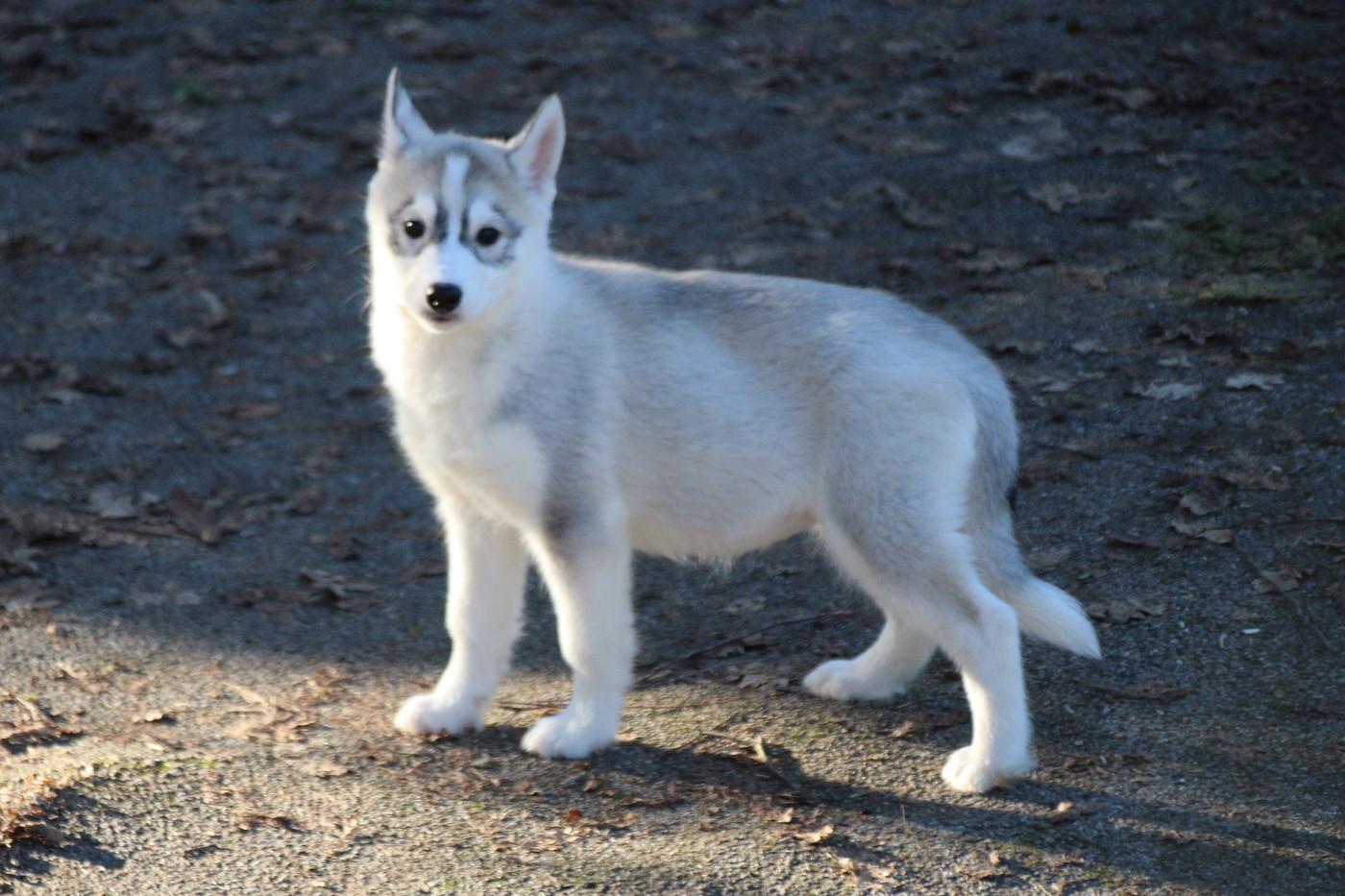 Des Legendes Du Triskel - Chiots disponibles - Siberian Husky