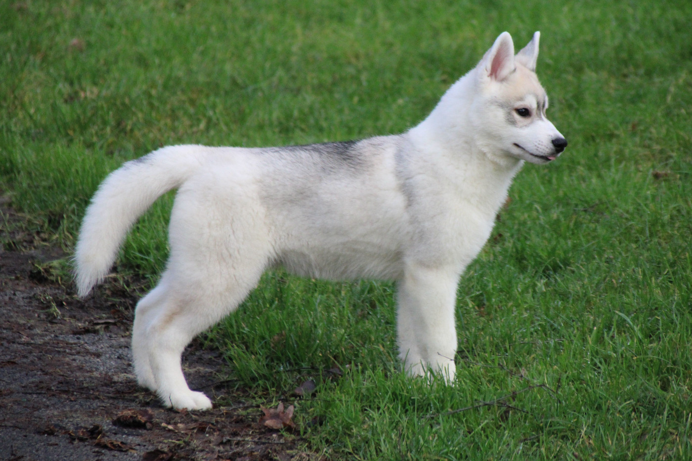 Des Legendes Du Triskel - Chiots disponibles - Siberian Husky