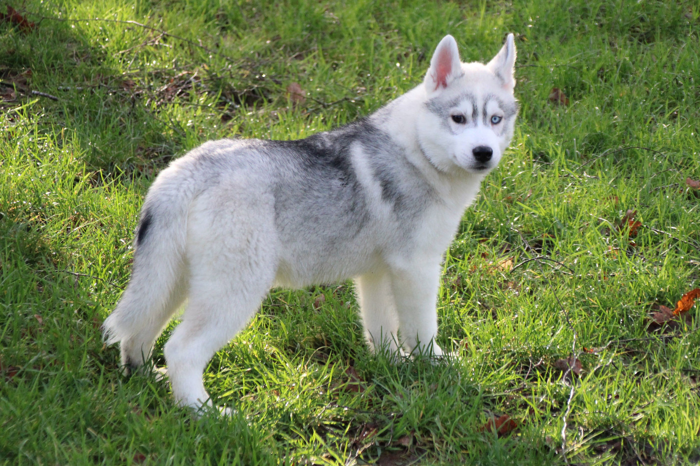 Des Legendes Du Triskel - Chiots disponibles - Siberian Husky