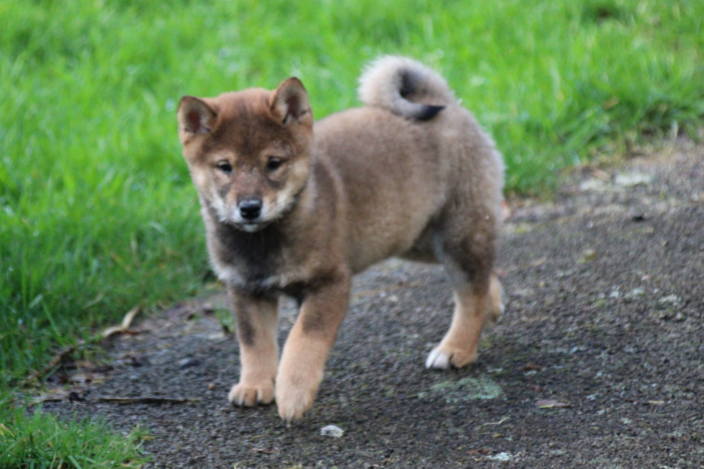 Des Legendes Du Triskel - Chiots disponibles - Shiba
