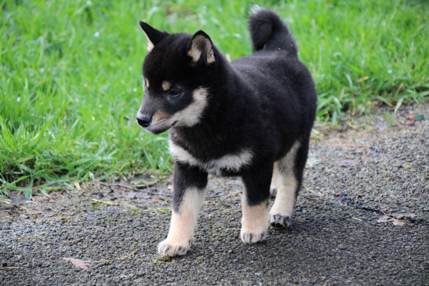 Des Legendes Du Triskel - Chiots disponibles - Shiba