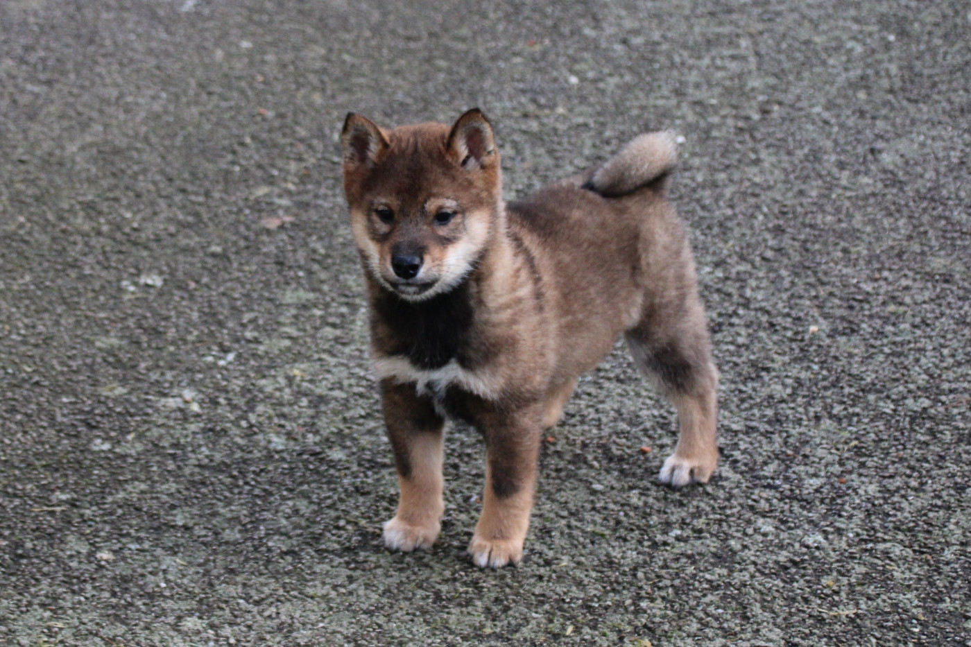 Des Legendes Du Triskel - Chiots disponibles - Shiba