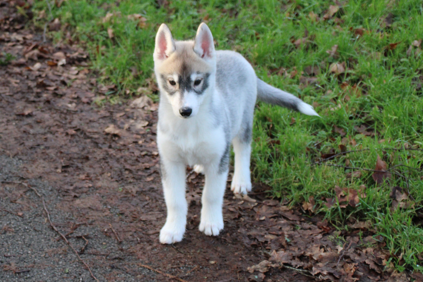 Des Legendes Du Triskel - Chiots disponibles - Siberian Husky