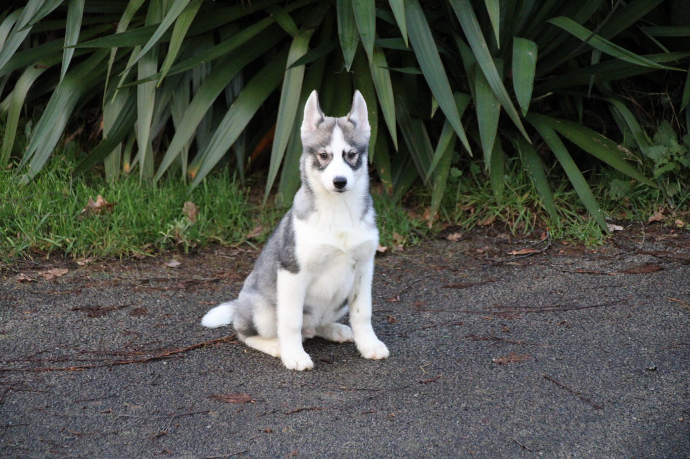 Des Legendes Du Triskel - Chiots disponibles - Siberian Husky
