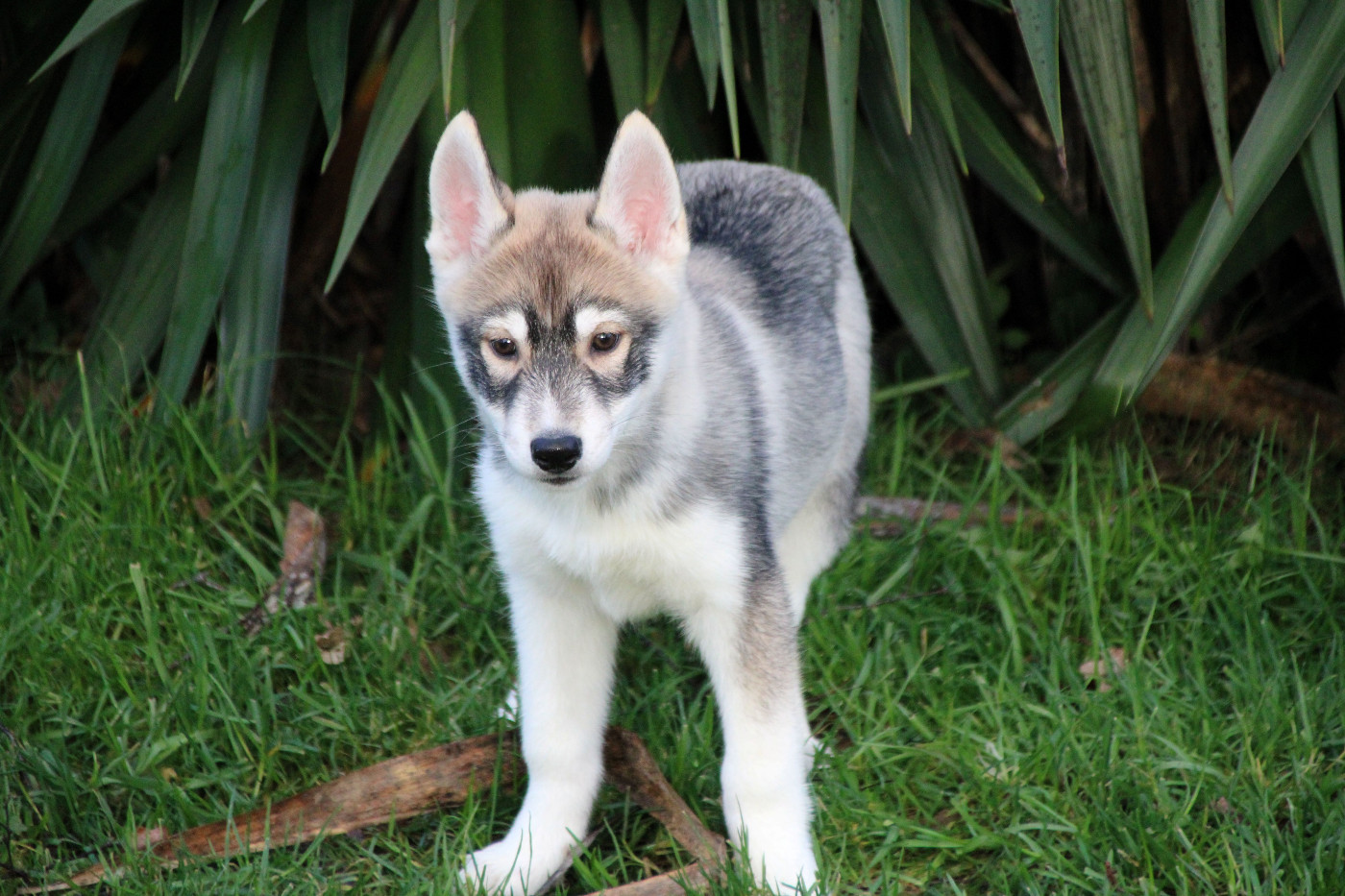 Des Legendes Du Triskel - Chiots disponibles - Siberian Husky