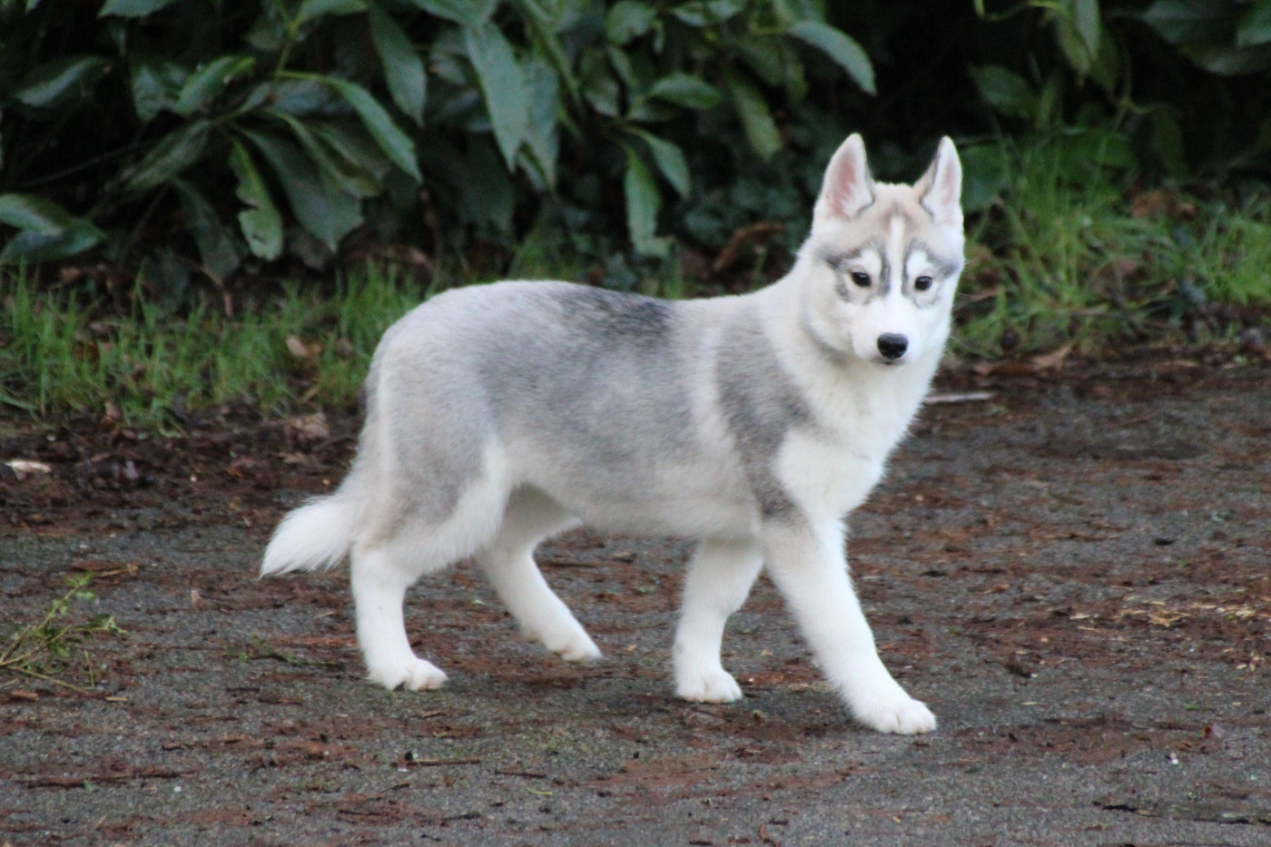 Des Legendes Du Triskel - Chiots disponibles - Siberian Husky
