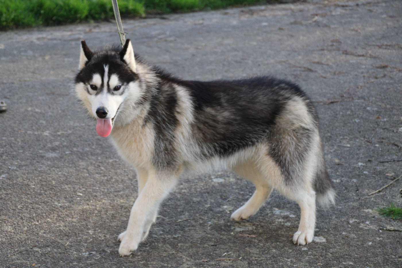 Des Legendes Du Triskel - Chiots disponibles - Siberian Husky