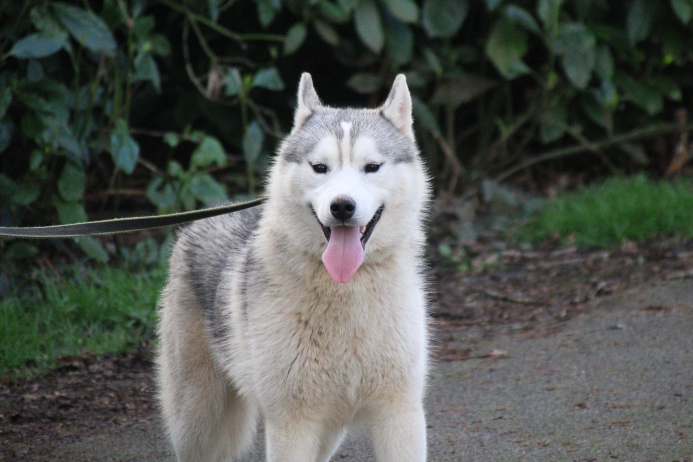 Des Legendes Du Triskel - Chiots disponibles - Siberian Husky
