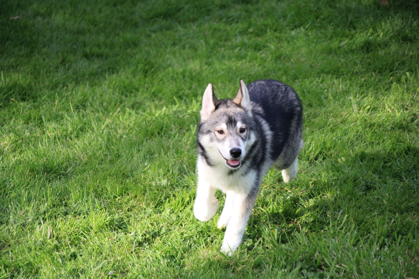 Des Legendes Du Triskel - Chiots disponibles - Siberian Husky